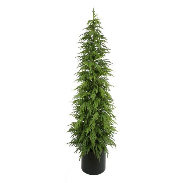 Norfolk Pine Tree, 5 sizes available