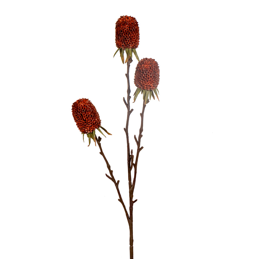 Ginger Spray - 3 Colors