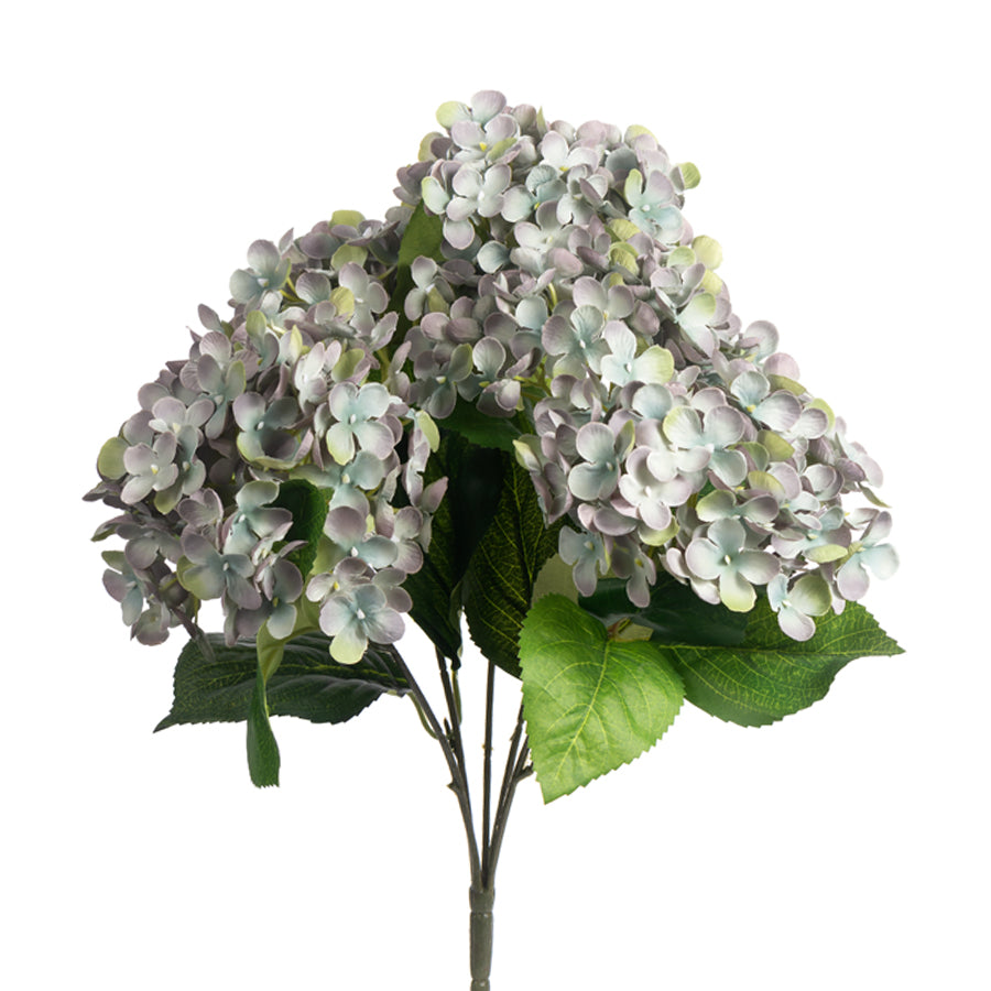 Hydrangea Bush