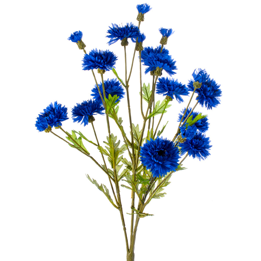 Cornflower
