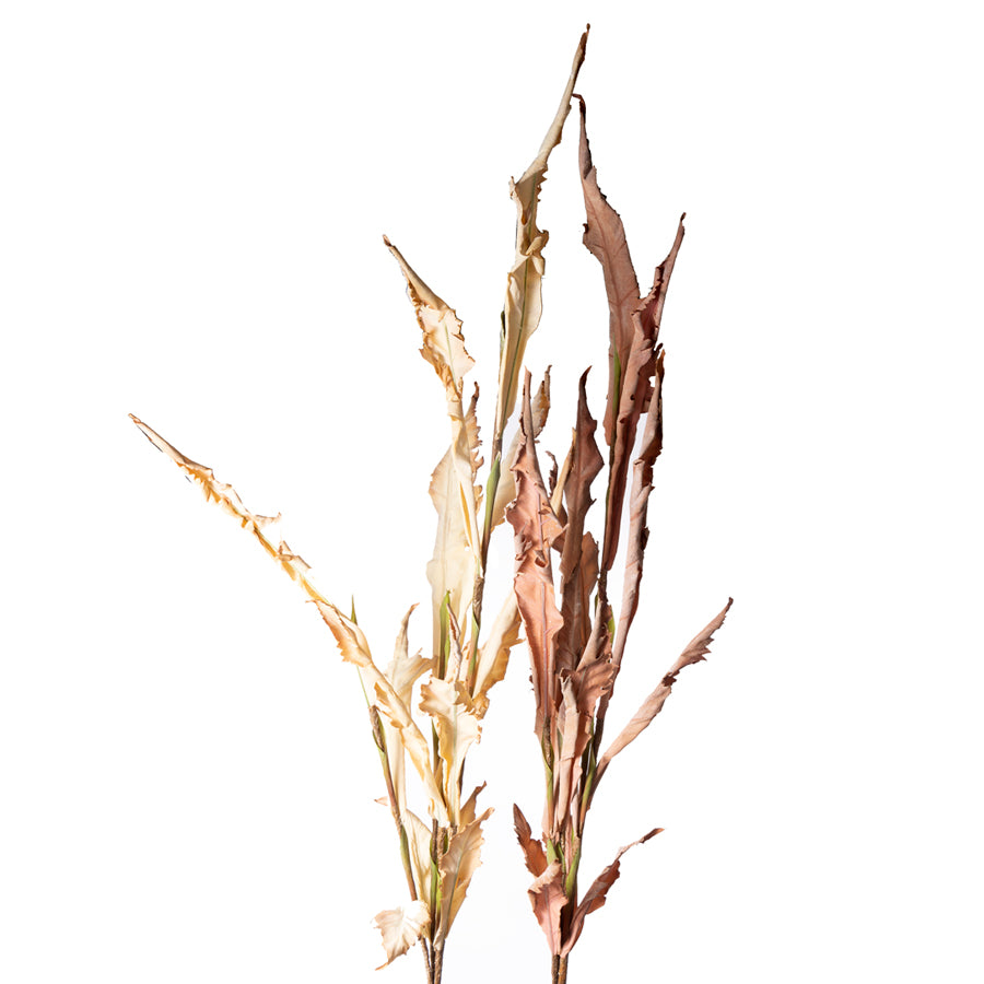 Dried Fern Bundle -  2 Colors