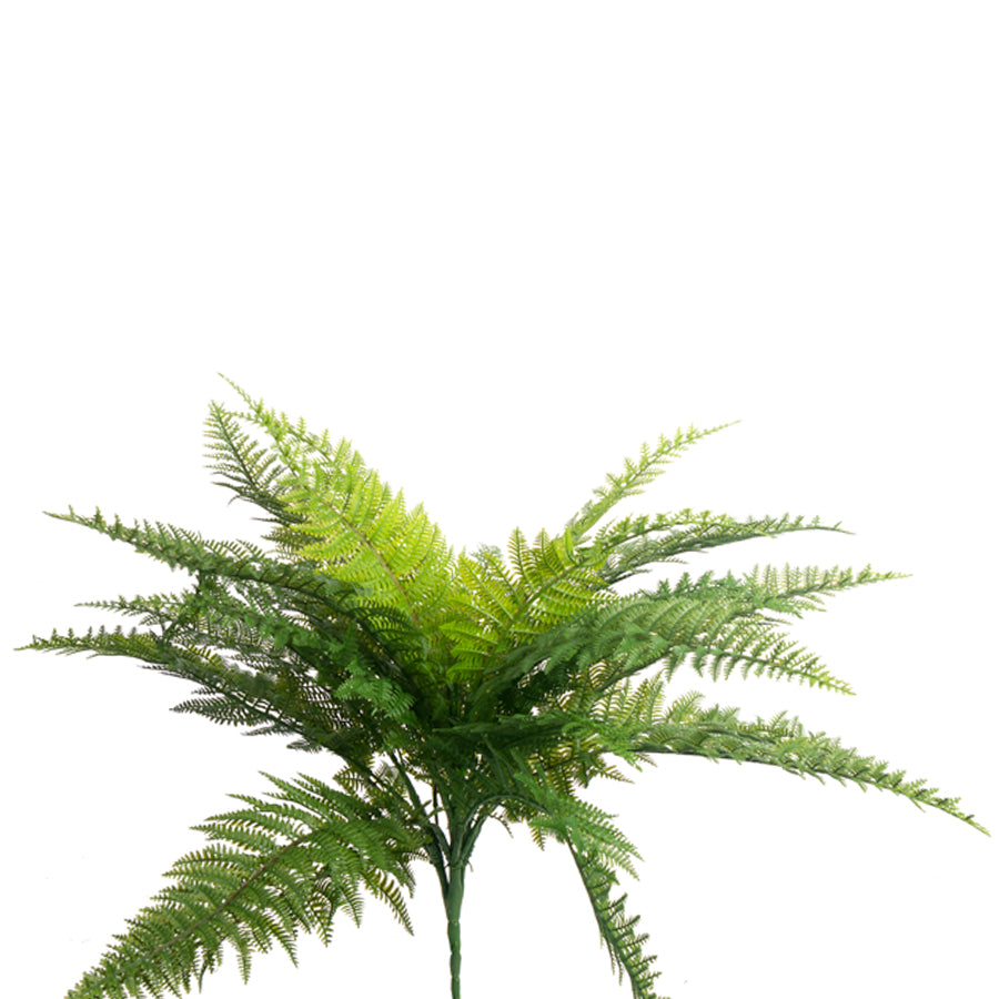 Fern