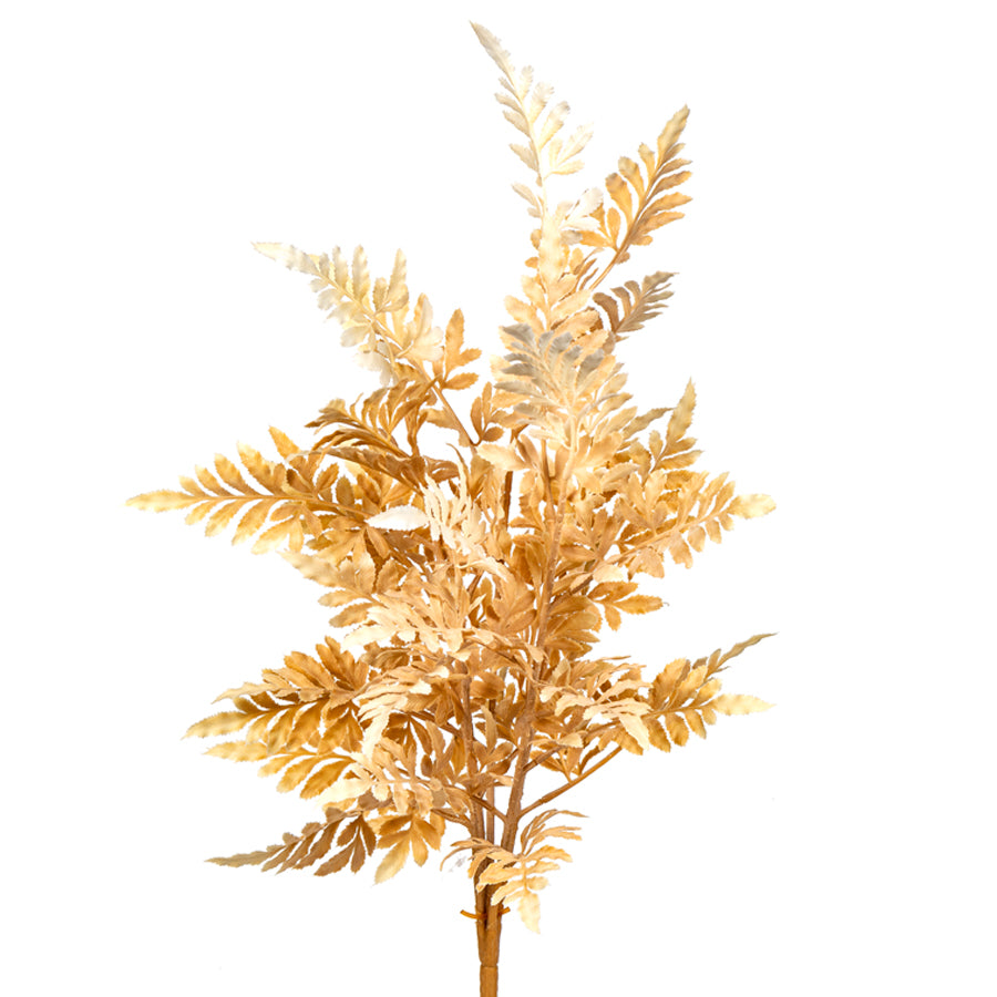 Fall Fern