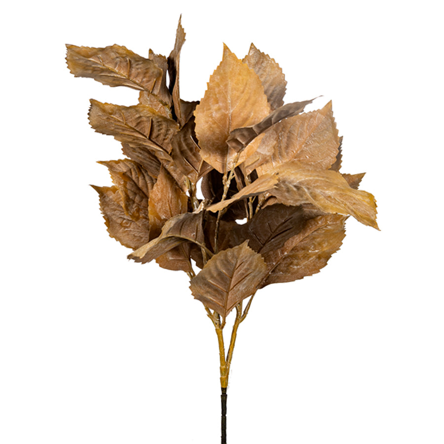 Hydrangea Leaves 