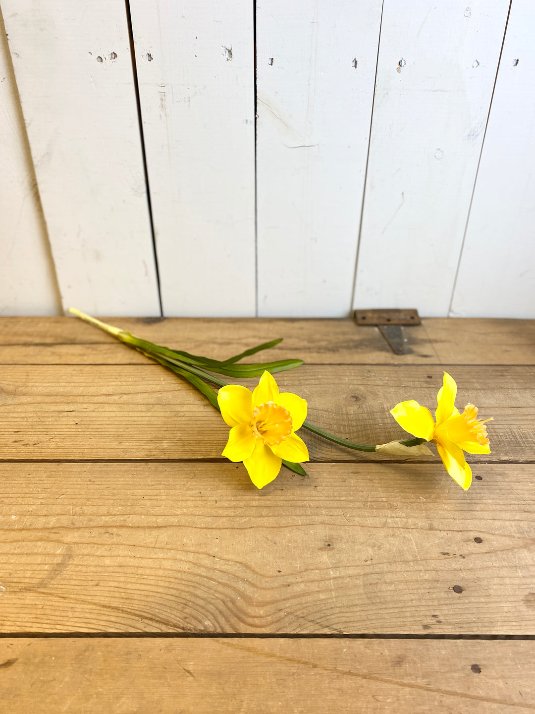 Daffodil Stem