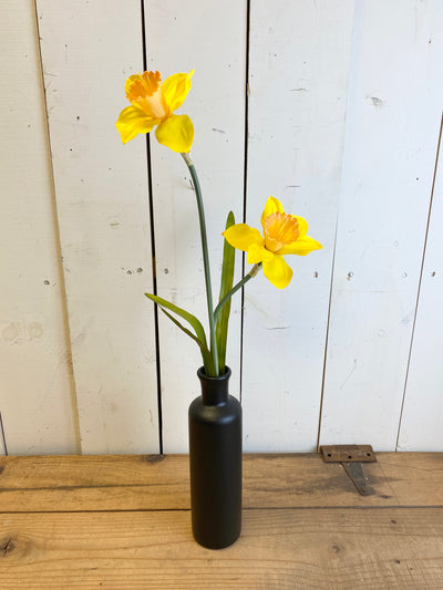 Daffodil Stem