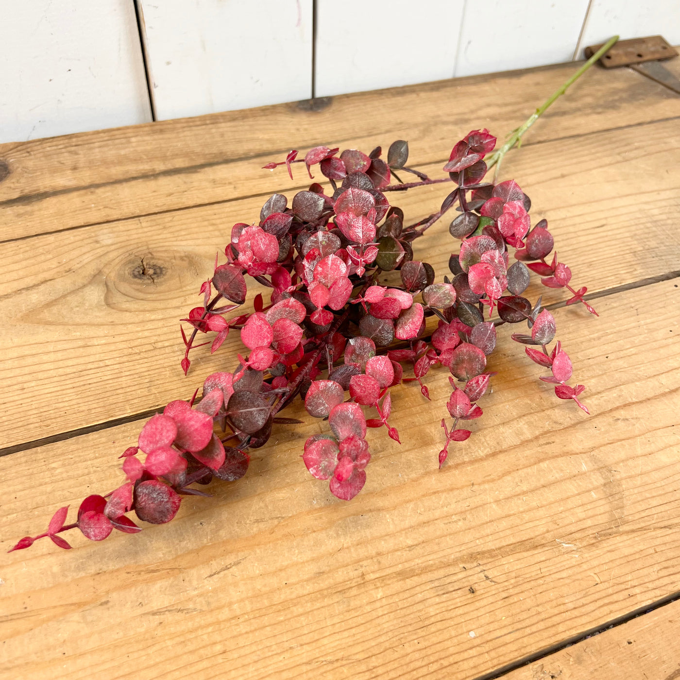 Vibrant Eucalyptus Stems
