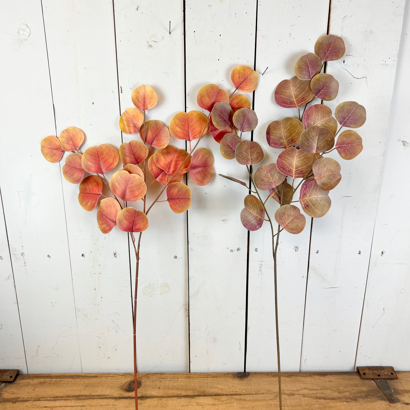 Fall Silver Dollar Eucalyptus