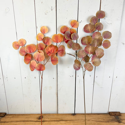 Fall Silver Dollar Eucalyptus