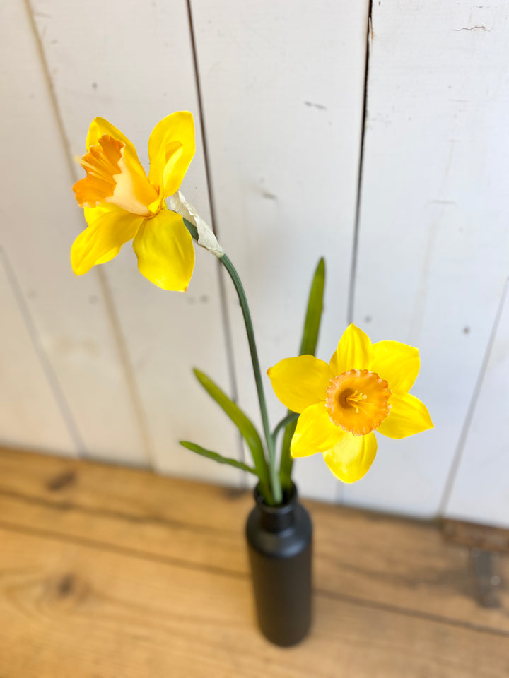 Daffodil Stem