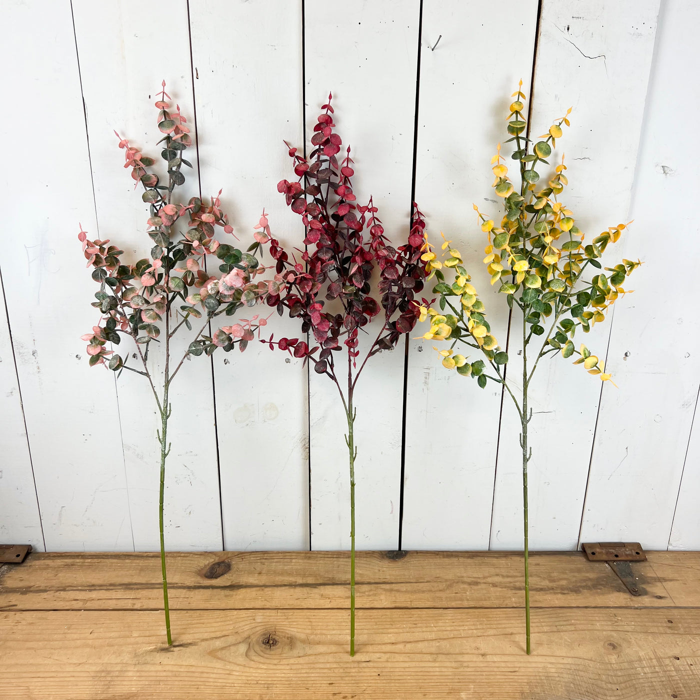 Vibrant Eucalyptus Stems