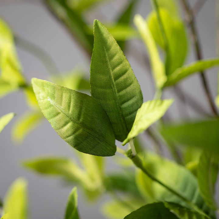 Ruscus & Twig Collection