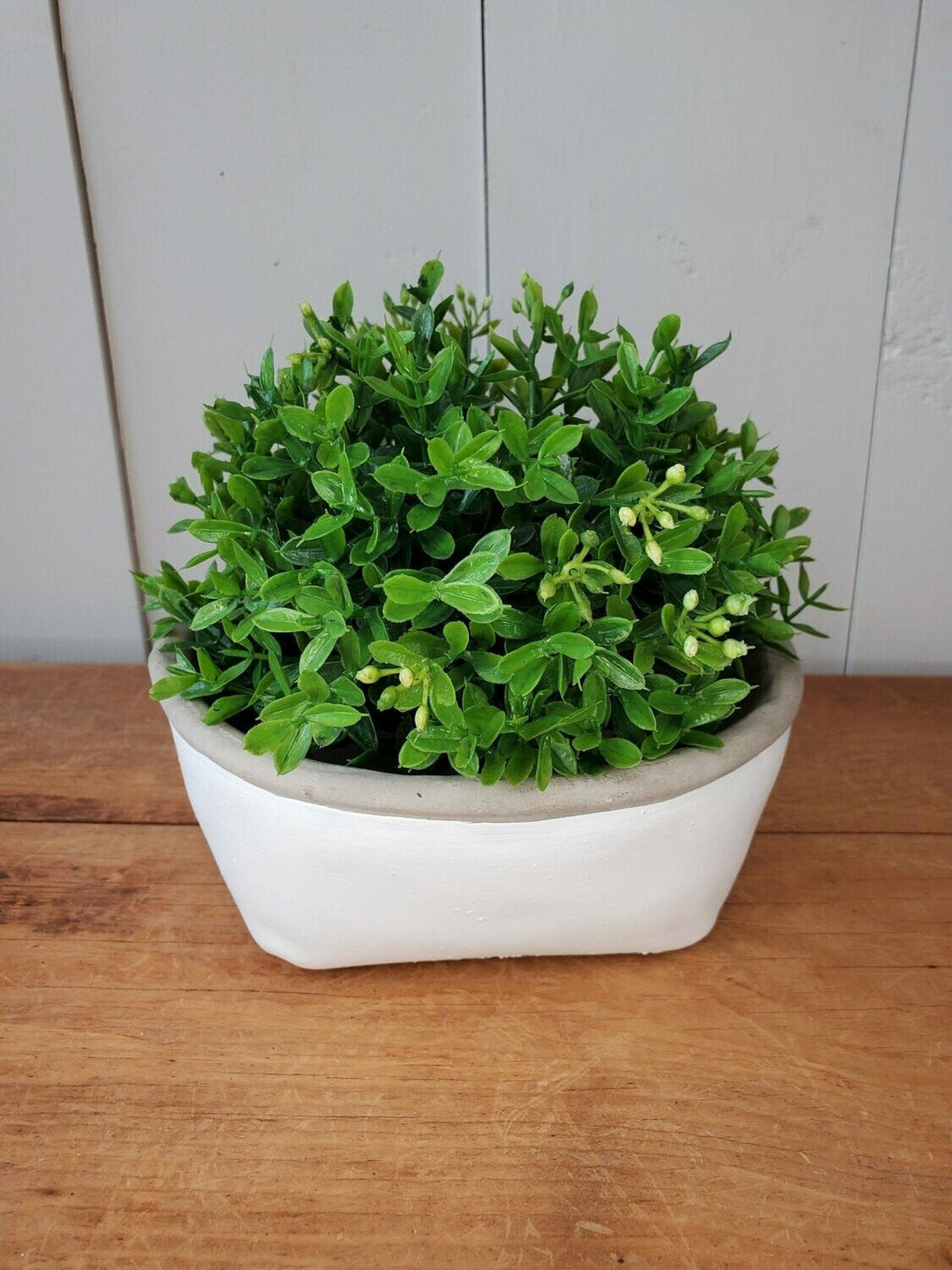 Half Orb - Mini Boxwood