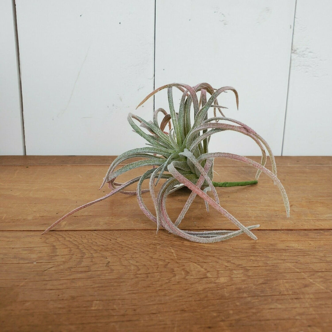 Air Plant, Pink and Green