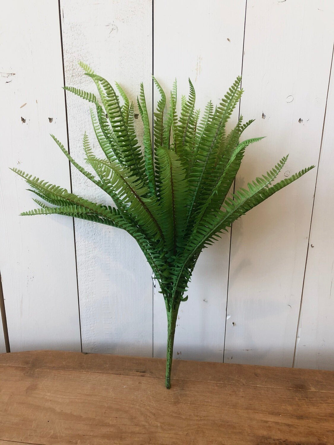 Fern Bush