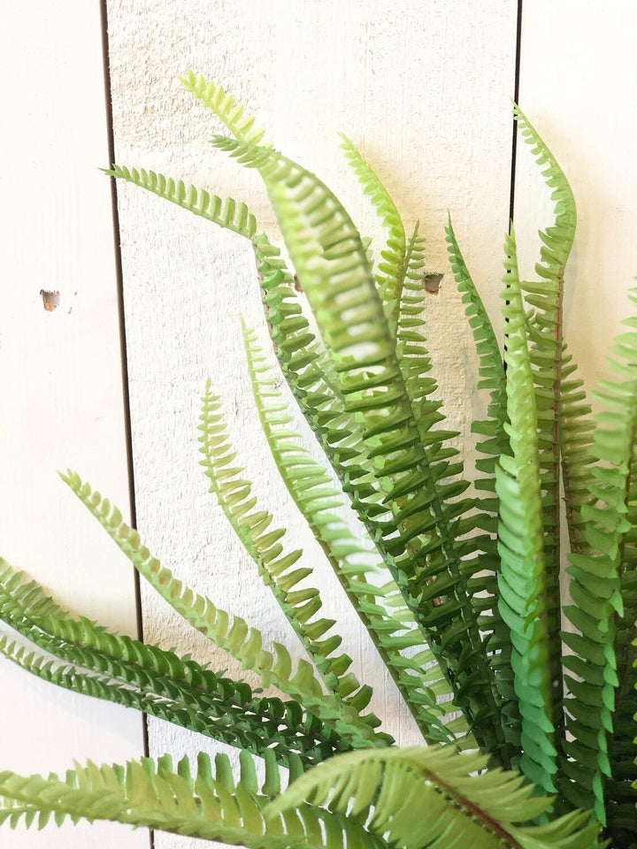 Fern Bush