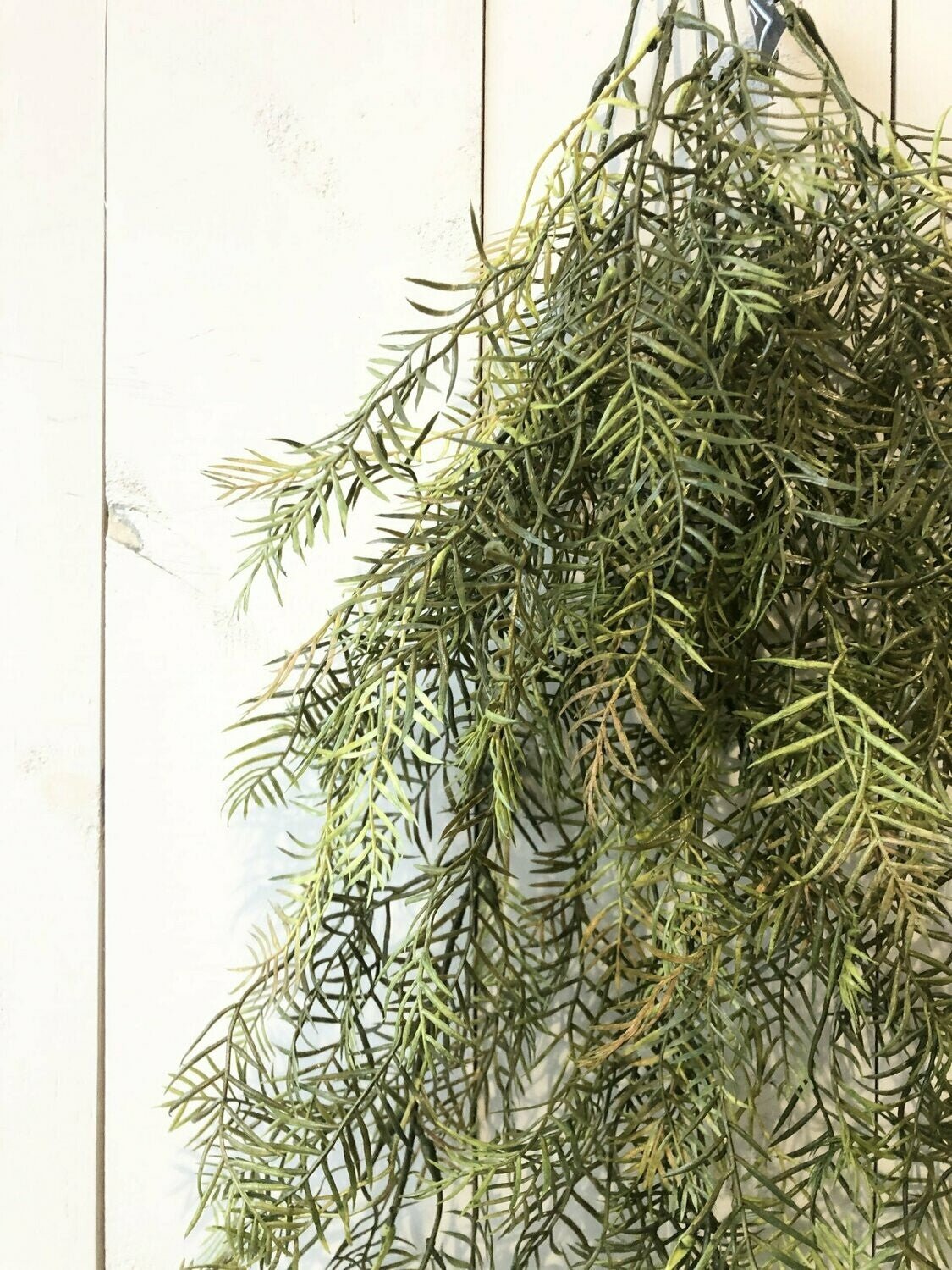 Pepper Fern Vine