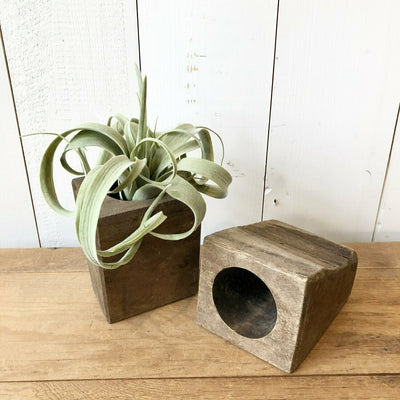 Light Green Air Plant