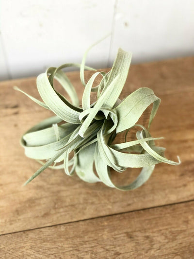 Light Green Air Plant