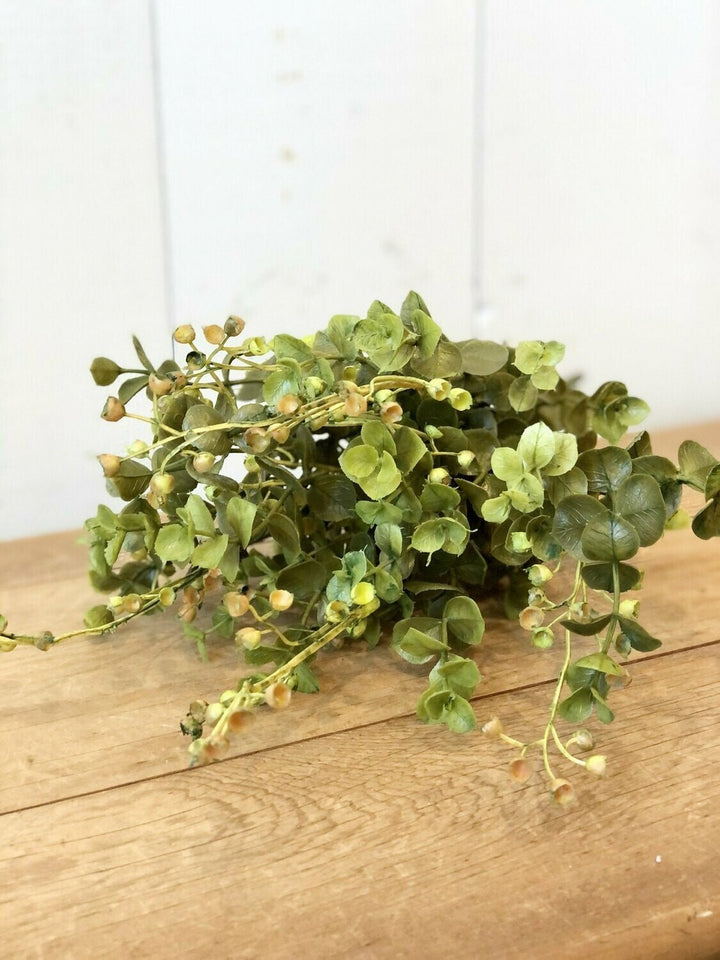 Eucalyptus Stem