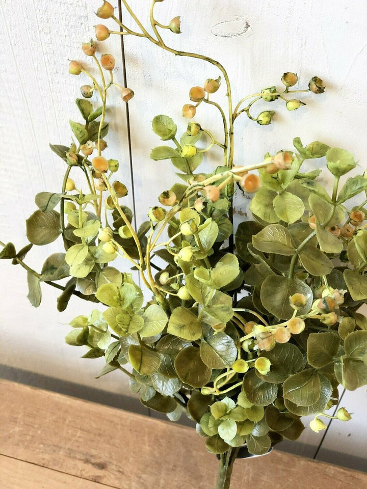 Eucalyptus Stem