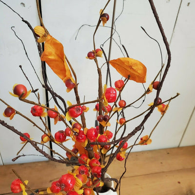 Bittersweet Stem