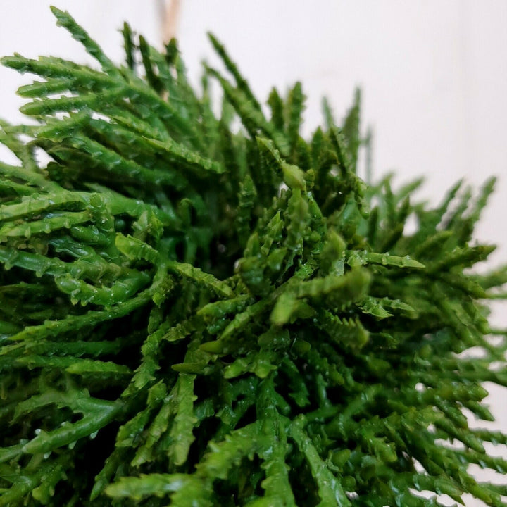 Cedar Hanging Orb