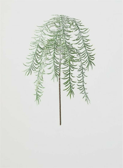 Frosted Pine Spray