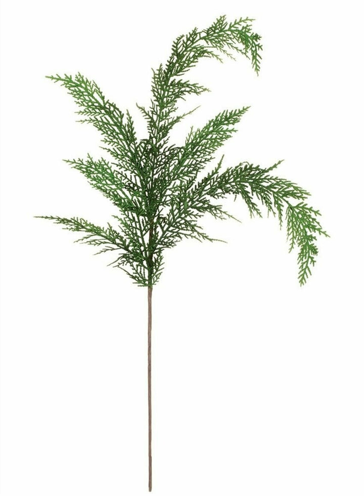 Cypress Stem