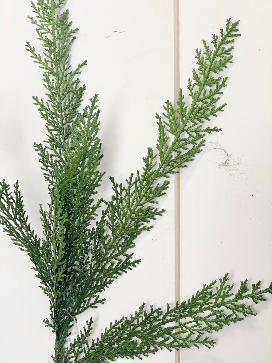 Cypress Stem