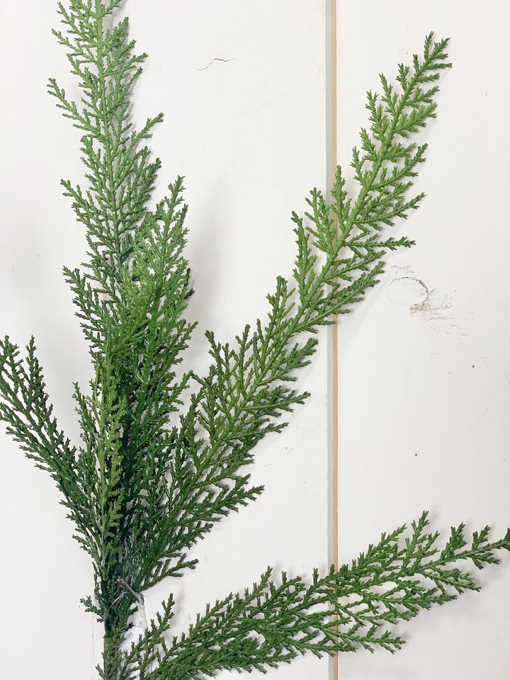 Cypress Stem