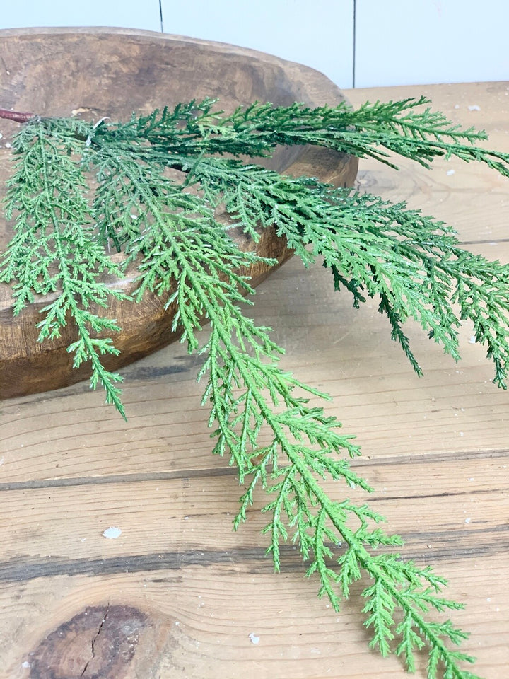 Cypress Stem