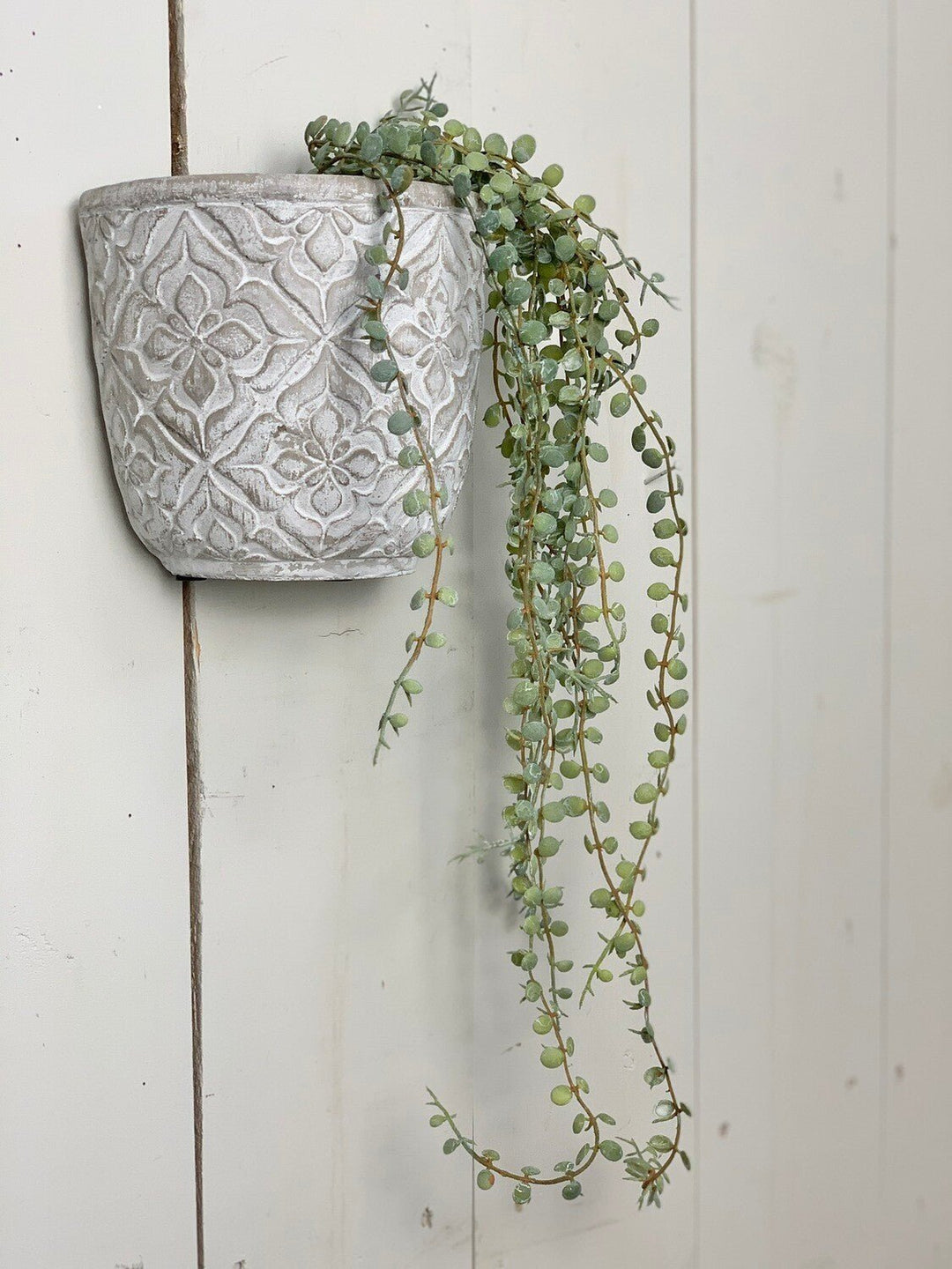 Hanging Succulents