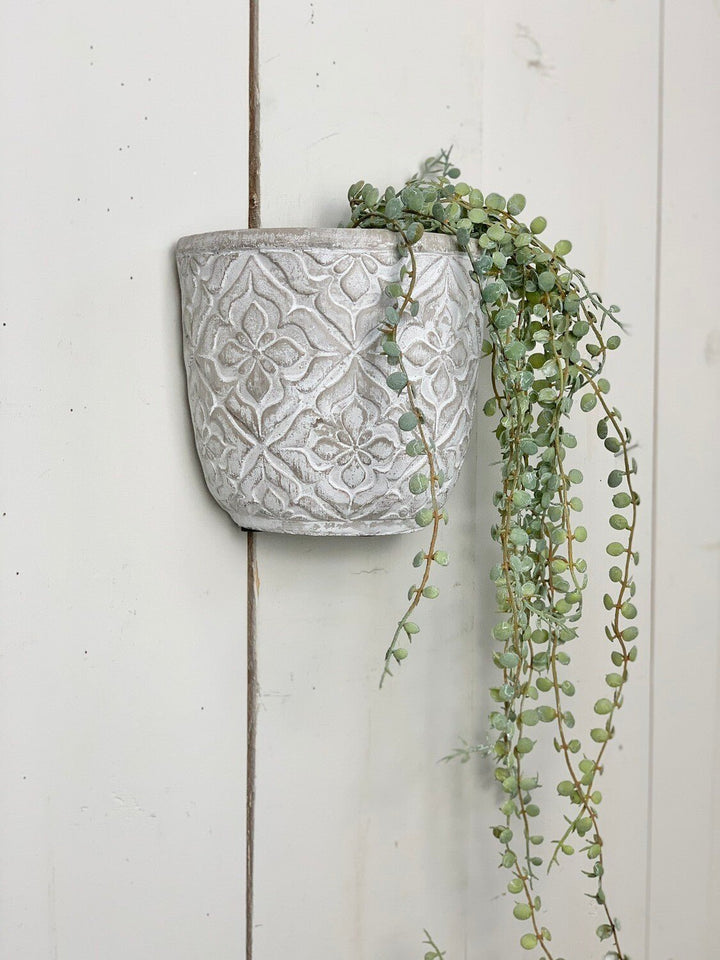 Hanging Succulents