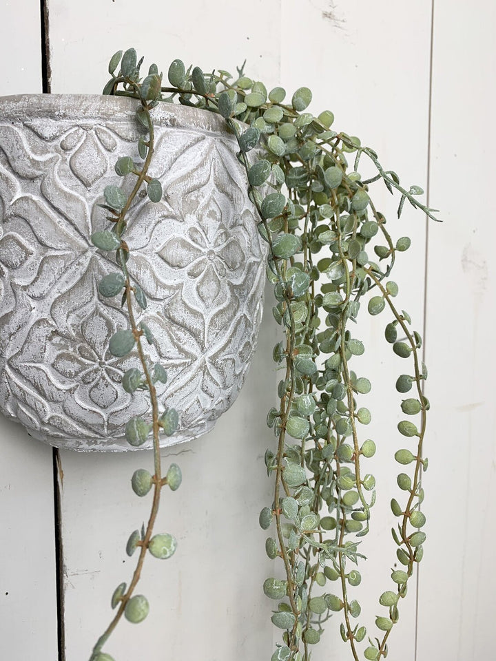 Hanging Succulents