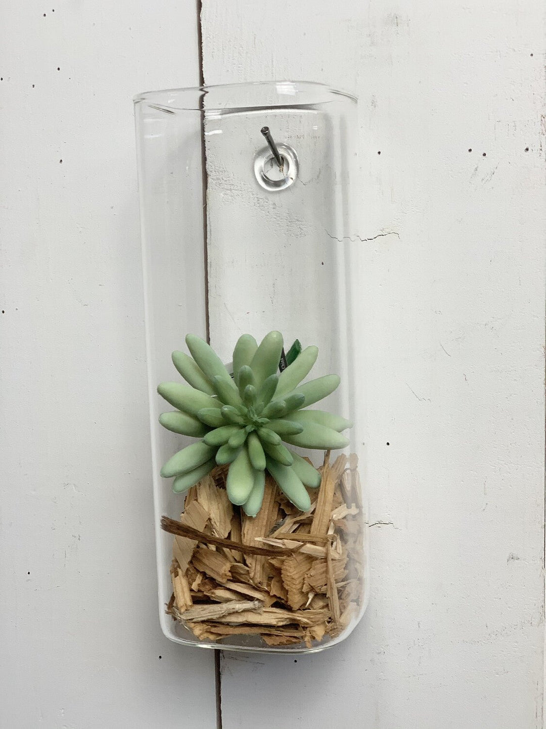 succulent stems Blue Echeveria Succulent Stems – Prairie in Bloom