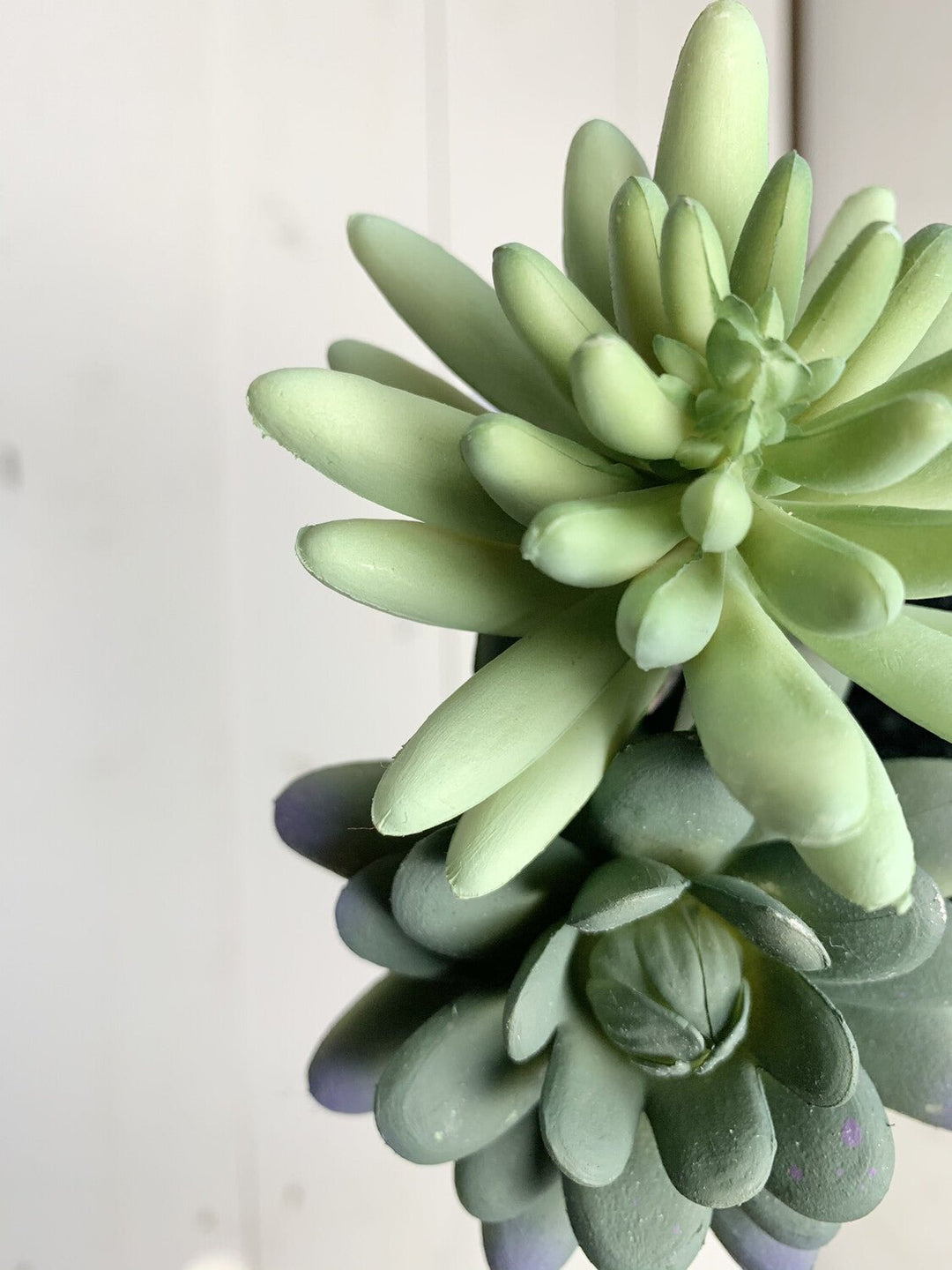 Blue Echeveria Succulent Stems