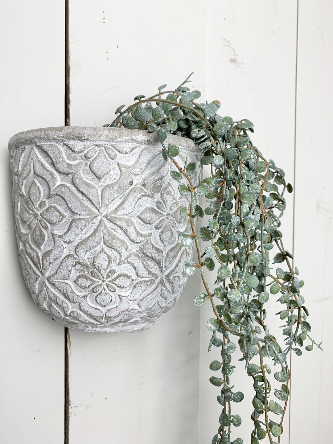 Hanging Succulents
