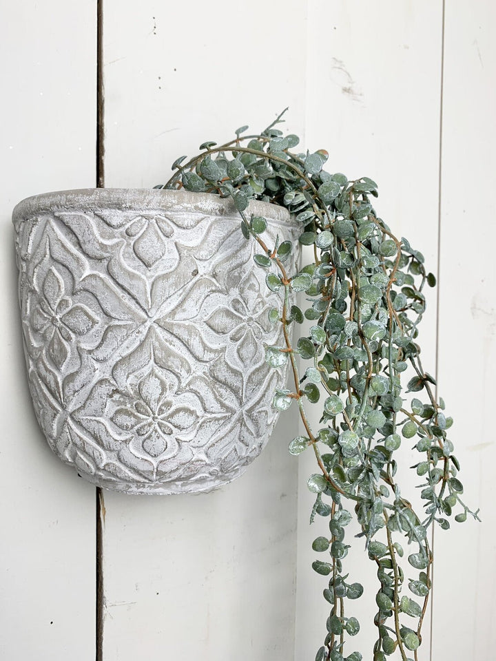 Hanging Succulents