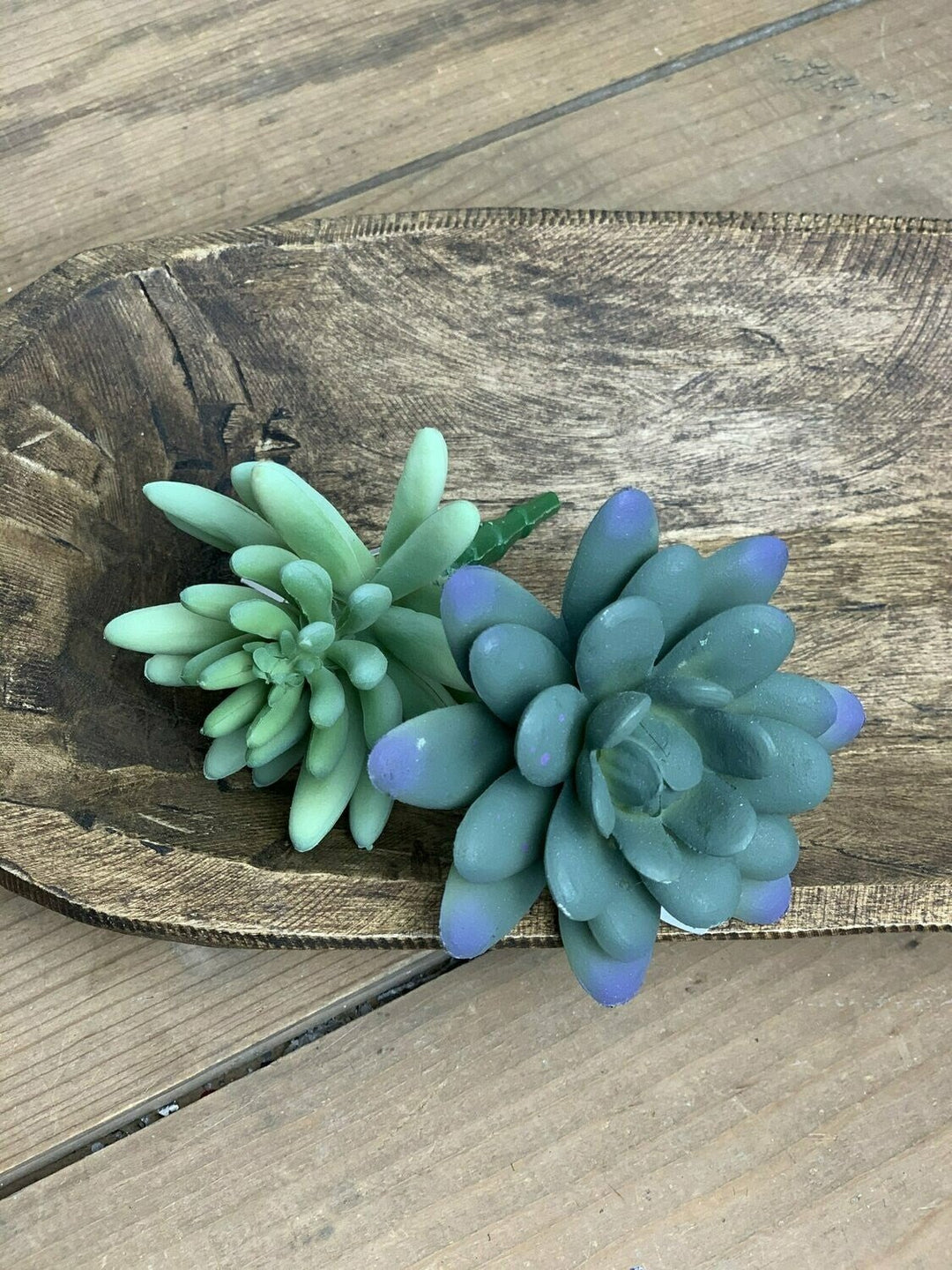 Blue Echeveria Succulent Stems