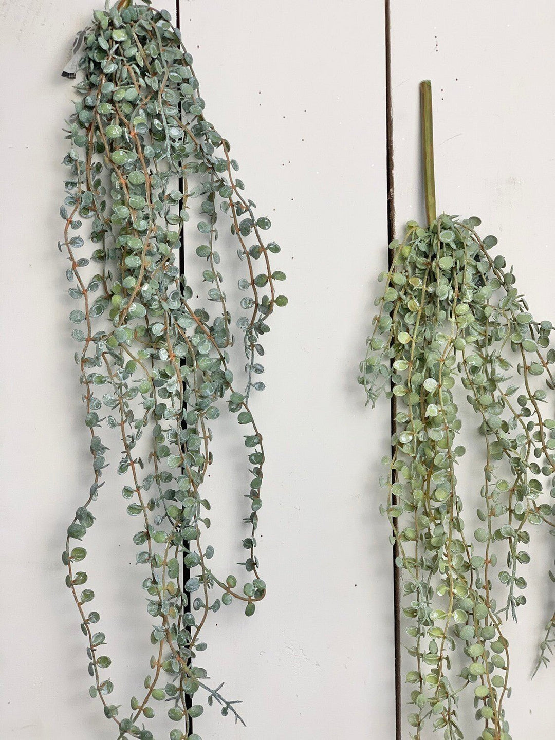 Hanging Succulents
