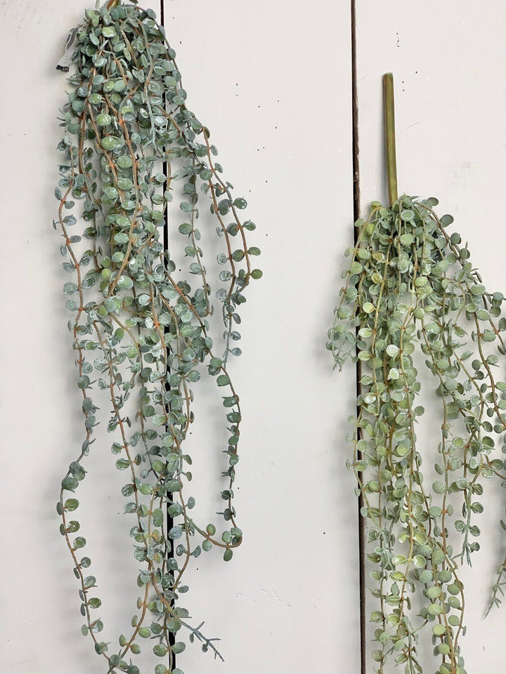 Hanging Succulents