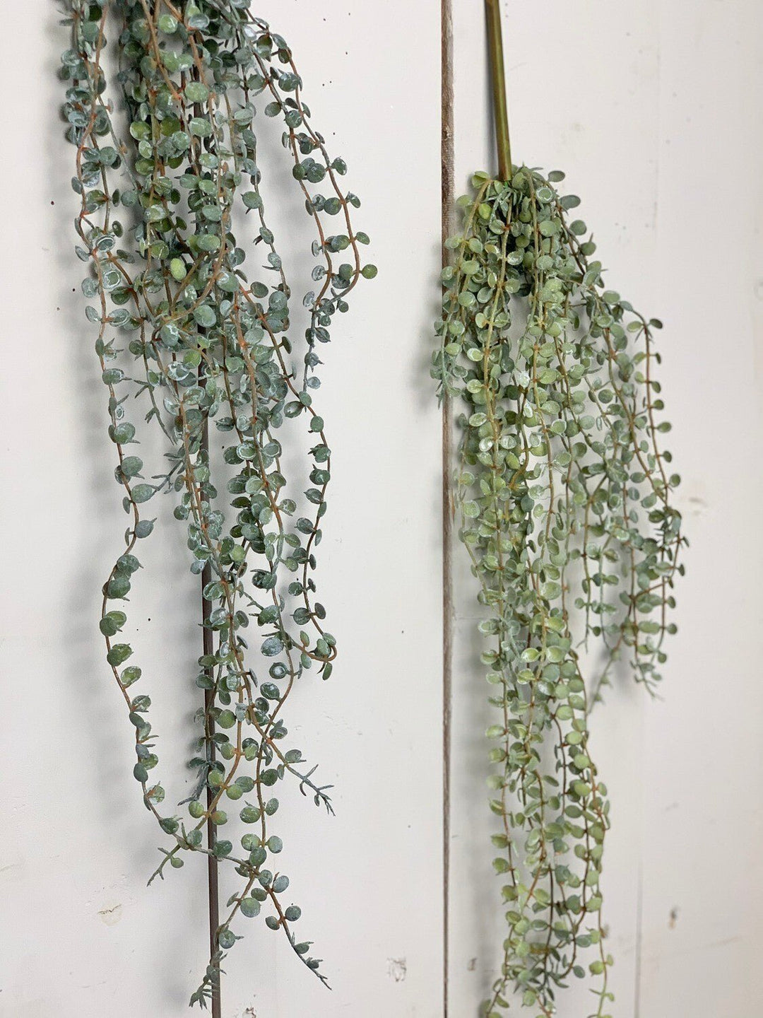 Hanging Succulents