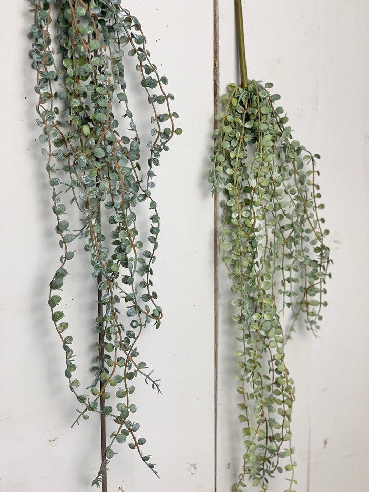 Hanging Succulents
