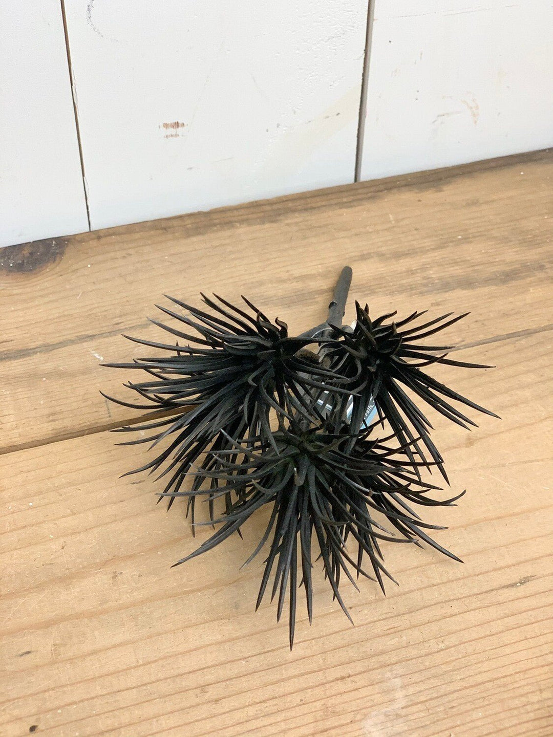 Black Succulent Spike Stem
