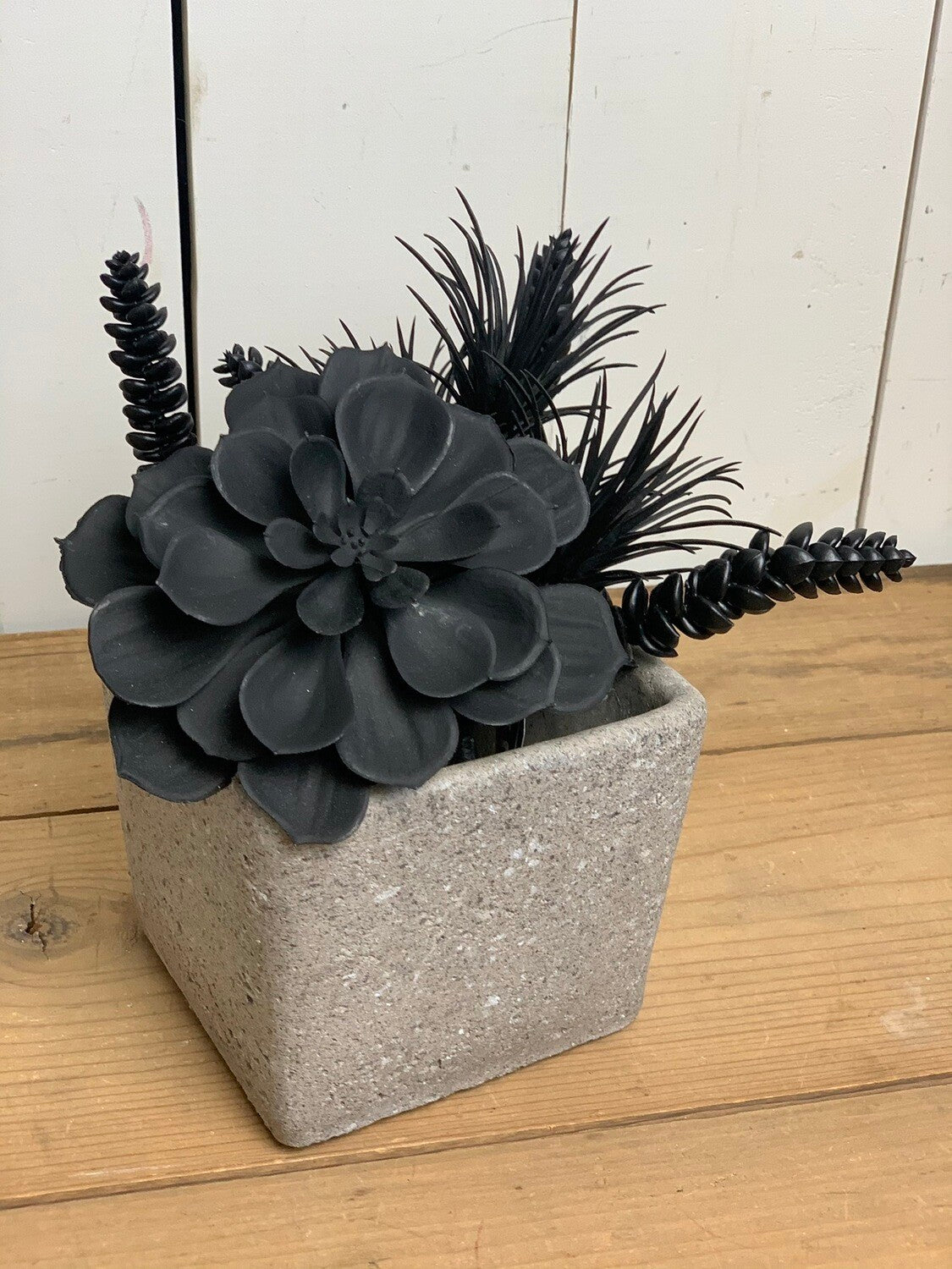 Black Echeveria Succulent
