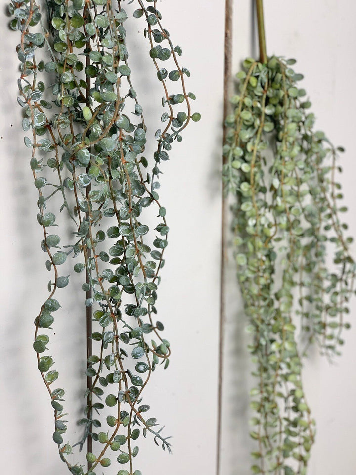 Hanging Succulents