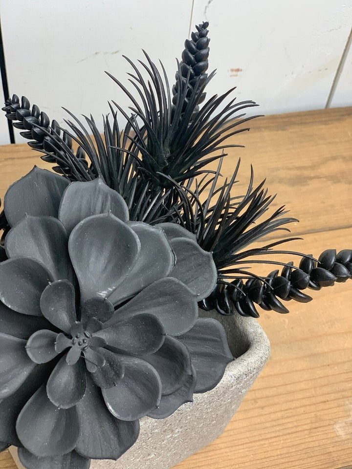 Black Succulent