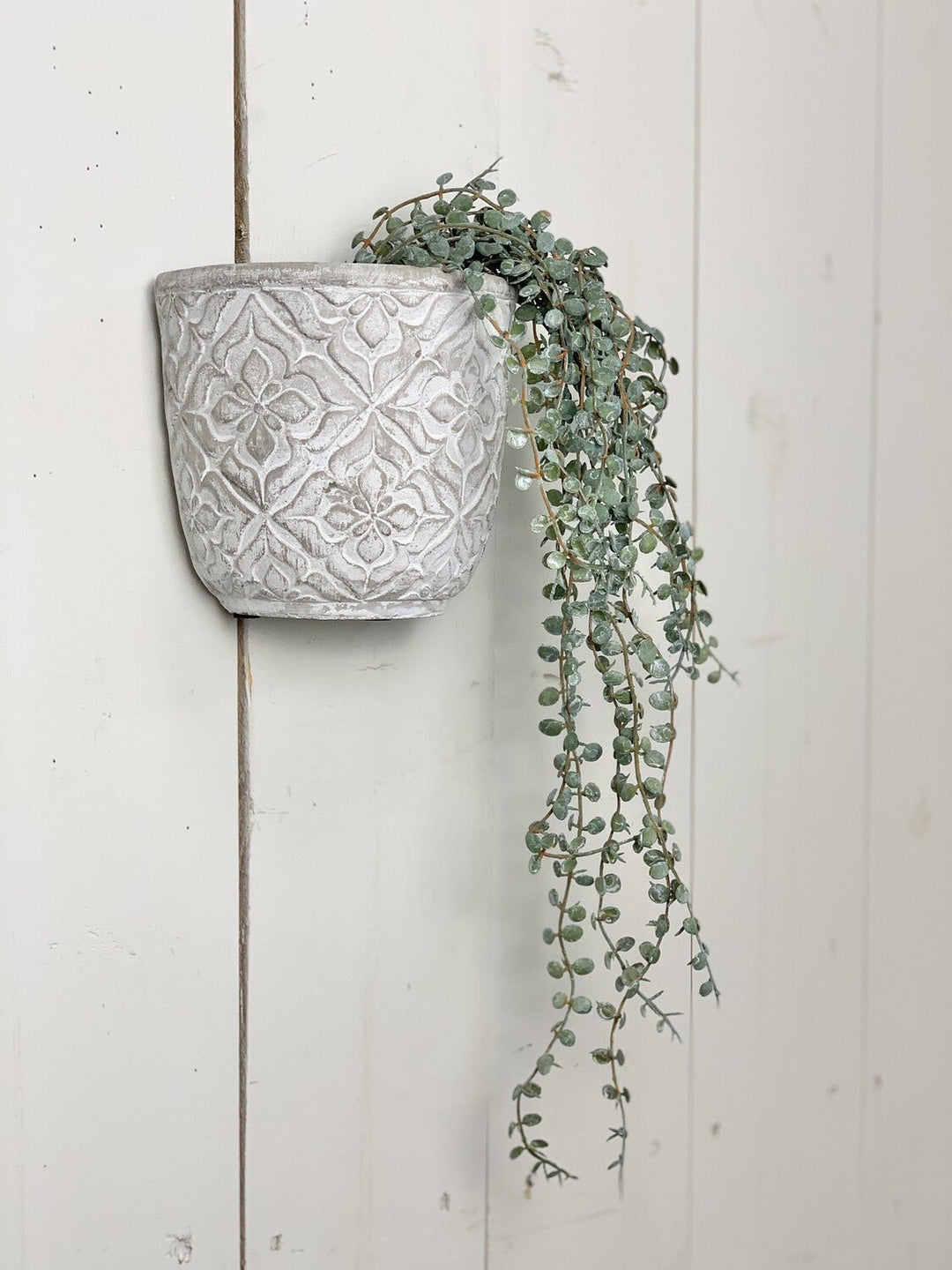 Hanging Succulents