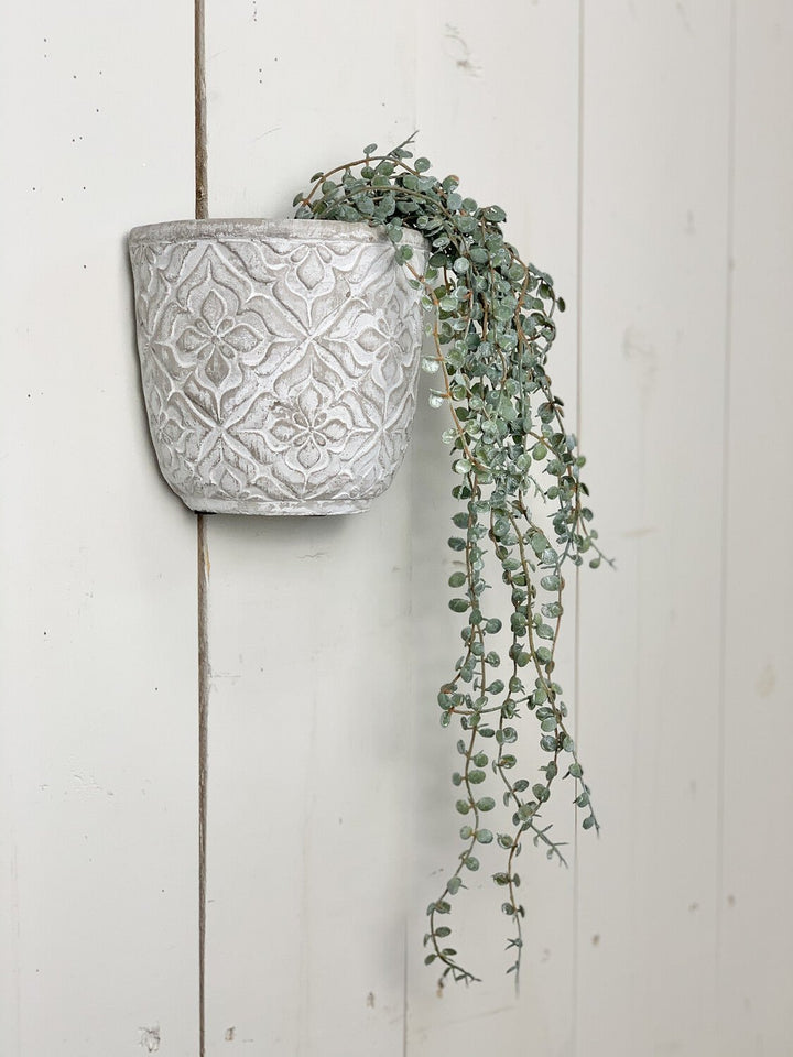 Hanging Succulents